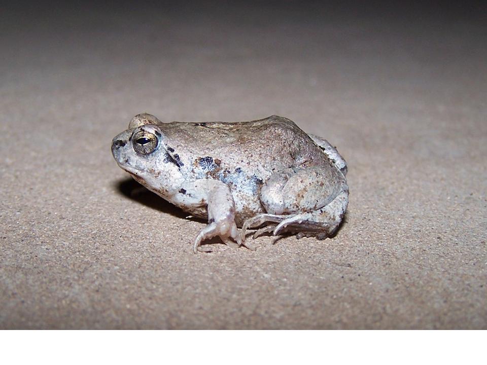 FIGURE 1 FIGURE 1
